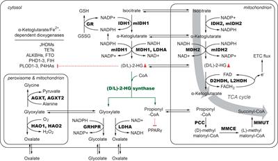 A bacterial enzyme may correct 2-HG accumulation in human cancers